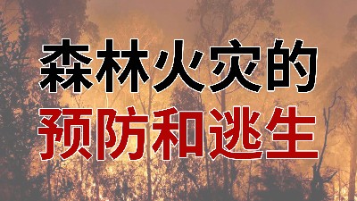 國晉消防-小知識(shí)科普之森林火災(zāi)的預(yù)防與逃生